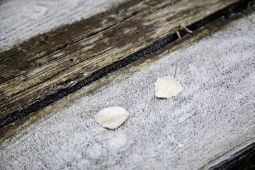 Frosty Autumn Leaves
