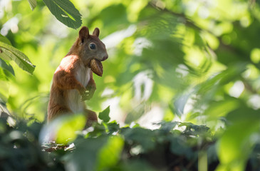 Naklejka na ściany i meble bushy-tailed squirrel with a nut in the undergrowth 2