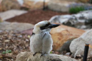Kookaburra in Royal Botanic Gardens in Sydney, Australia