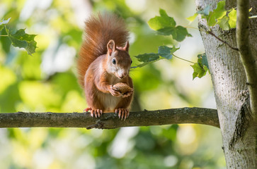 bushy-tailed squirrel with a nut on a branch