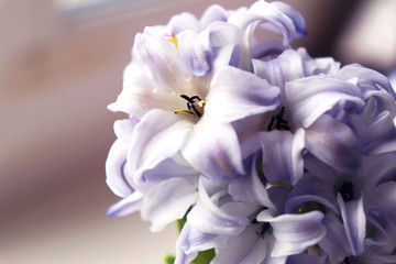 Obraz na płótnie Canvas Lilac fresh beautiful hyacinth. Spring flowers as a gift to a woman. Selective focus. Close up.