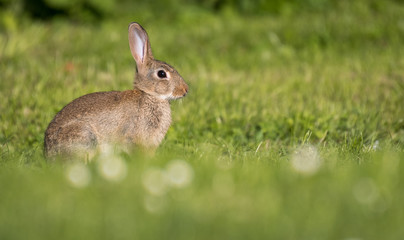 Naklejka na ściany i meble cute european rabbit on a lawn