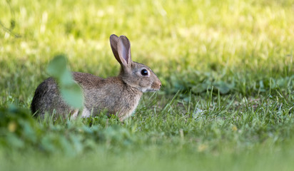 Fototapeta premium cute european rabbit on a lawn