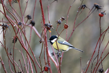 tit in a bush
