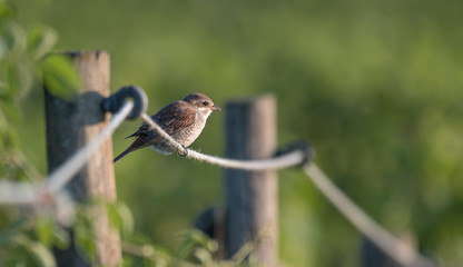 Red-backed Shrike sitting on a wire in the evening sun