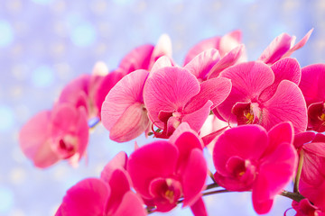 Bouquet of pink orchids