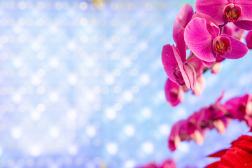 Fototapeta na wymiar pink orchid on blue background