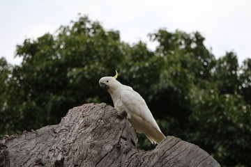 Cacatua galerita in Royal Botanic Gardens in Sydney, Australia