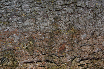 Pine tree bark background. Close distance from pine tree bark. Tree bark texture. Brown tiled texture of an old tree.