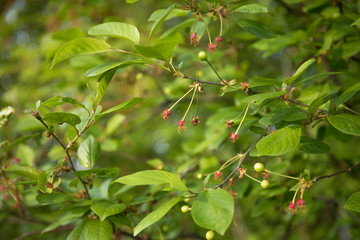 Ovary or young fruits of cherry in the spring