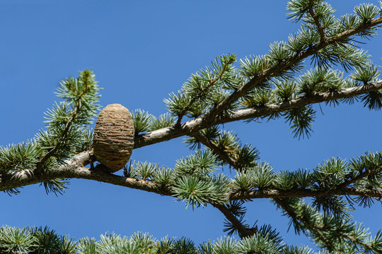 Close-up of female cone on branch of Cedar Tree Cedrus libani or Lebanon Cedar in park Aivazovsky, Partenit, Crimea. Selective focus.
