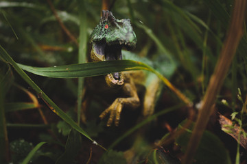 frog in a pond