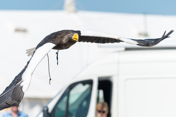 Close up of a Stellers sea eagle flying in a falconry demonstration.