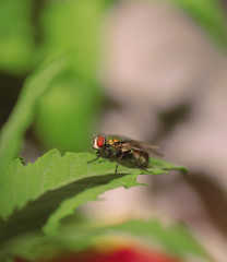 fly on a leaf