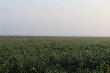 Beautiful horizon over a green field