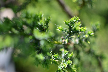 green bush close-up on a blurred background