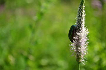 beetle creeps on a white flower on a blurred green background