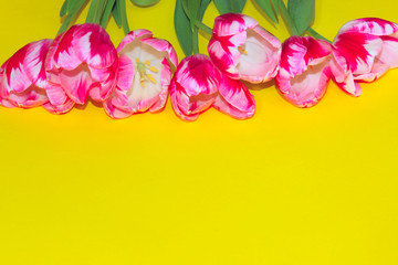 Pink tulips over yellow wall background. Colorful flowers over yellow backdrop, copy space for text.