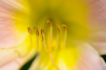 Blüte Nahaufnahme