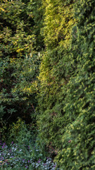 sunlit, in focus and with sharpness, thuja stands out, ornamental plants with white motley leaves and purple flowers grow at the bottom