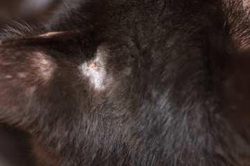The cat after the fight with a wound without hair, the skin is wounded with a sore. Close up with text space