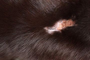 The cat after the fight with a wound without hair, the skin is wounded with a sore. Close up with text space