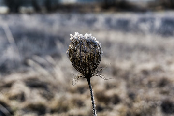 Winter Flowers