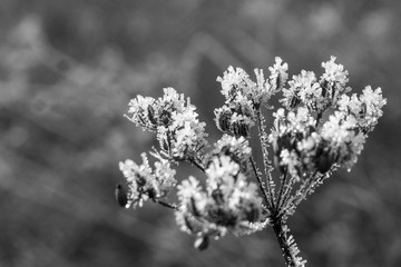 Winter Flowers