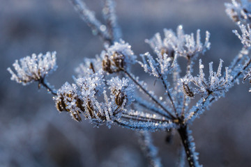 Winter Flowers