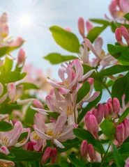 Foto op Canvas Spring, soft pink flowers on a flowering shrub Lonicera xylosteum on a blurred beautiful background © Игорь Кляхин