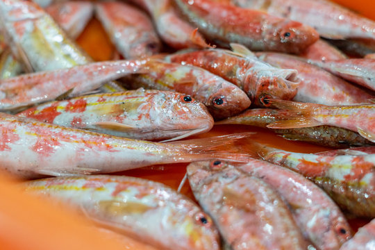 red-fish