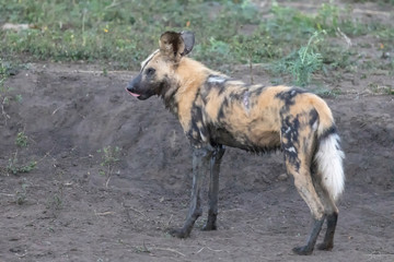 Afrikanischer Wildhund 2