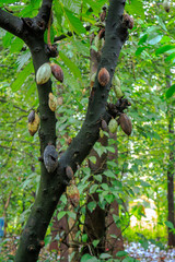 NATURE IN INDIA