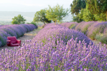 Lavender farm. Perfect purple lavender farm in Turkey.