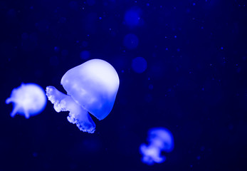 Naklejka na ściany i meble Cannonball jellyfish closeup, under water