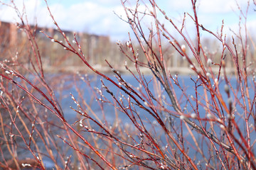 Willow branches with swollen fluffy gray buds in Sunny spring weather. Selective focus. Awakening of nature. Springtime.