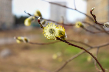Flowering of yellow buds on a willow branch in early spring. Close up. Selective focus. Fluffy and blooming Bud on a branch for Easter.