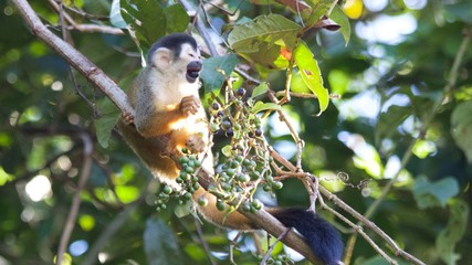 Squirrel monkey