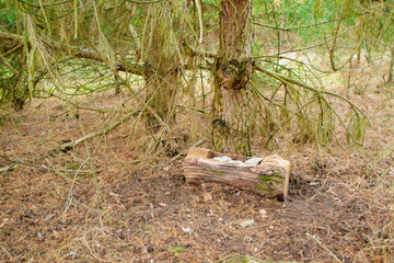 Stone salt for animals. Salt placed in an old stump in russian pine forest, forest ingeniring