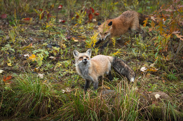 Obraz premium Red Fox (Vulpes vulpes) Looks Up From Island Edge Another Behind Autumn
