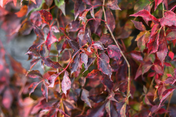 red leaves in autumn