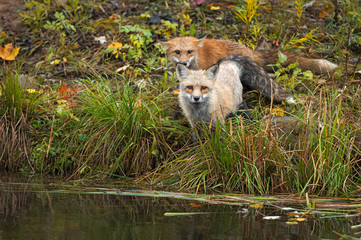 Naklejka na ściany i meble Two Red Fox (Vulpes vulpes) Looks Out From Island Edge Autumn