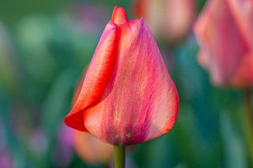 A close up of a tulip bud, with a shallow depth of field © lemanieh