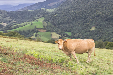 Fototapeta premium Cow in the pasture. Artiodactyl animals in the meadow. Milk farm. Happy livestock. Cattle grazing. Rural landscape. Green grass in the meadow. Rustic romance.