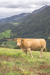 Cow in the pasture. Artiodactyl animals in the meadow. Milk farm. Happy livestock. Cattle grazing. Rural landscape. Green grass in the meadow. Rustic romance.