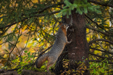 Grey Fox (Urocyon cinereoargenteus) Sniffs Up Tree Autumn