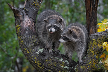 Raccoons (Procyon lotor) in Tree One Sticking Out Tongue Autumn