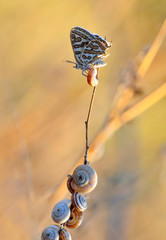 Closeup beautiful butterfly sitting on the flower.