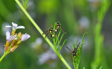 Beautiful Median wasp (Dolichovespula) portrait - Stock Image