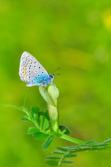 Closeup beautiful butterfly sitting on the flower.